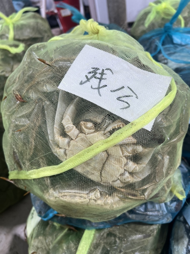 江苏兴化精品残公残母，九指公，九指母