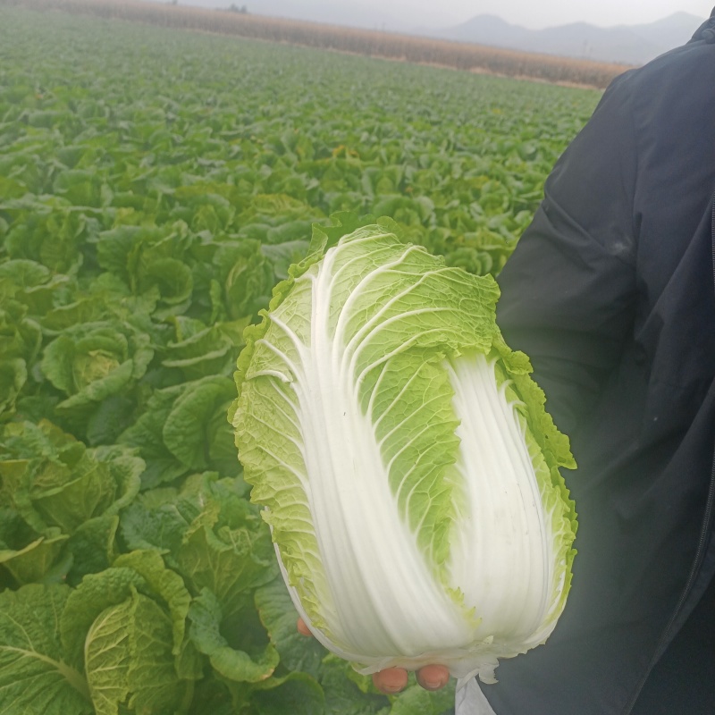 玲珑黄白菜