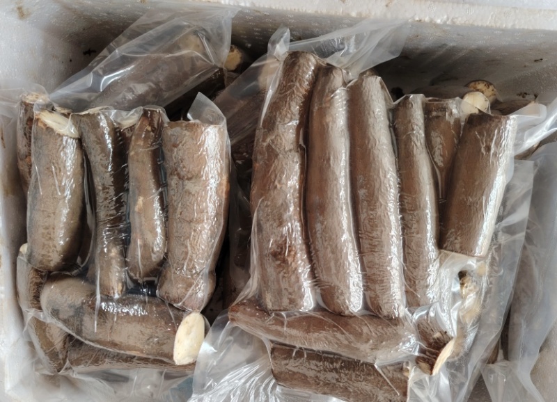 黄肉木薯稳定持续供应各种规格黄肉木薯