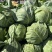 甘蓝山东包菜刚白菜大量供应对接全国市场电商