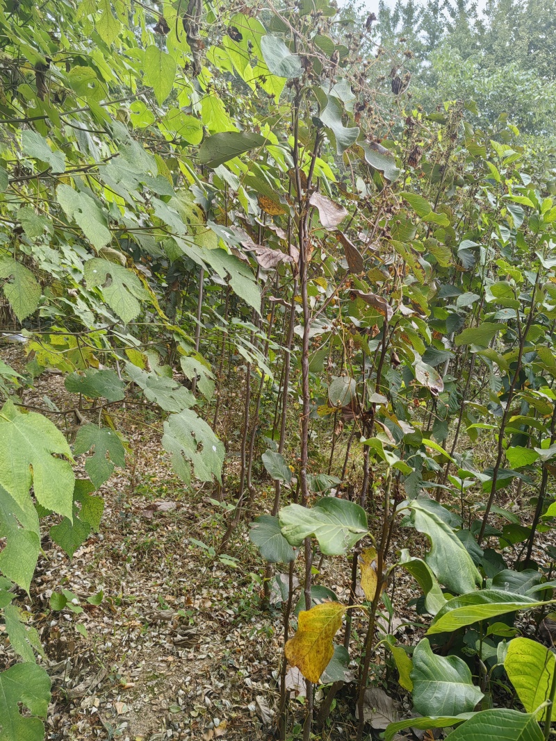红玉兰苗