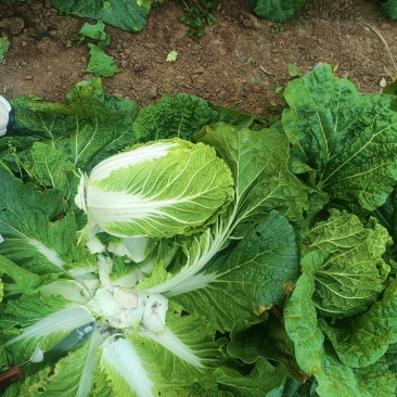 玲珑黄白菜