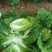 玲珑黄白菜