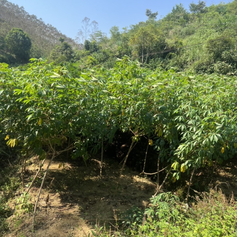 黄肉去皮木薯