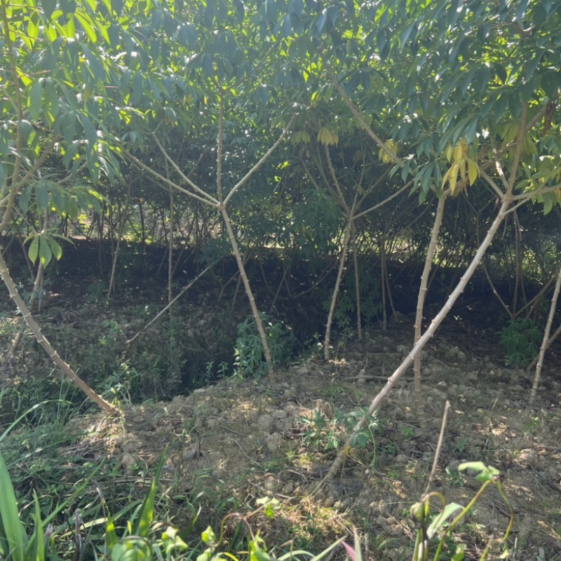 黄肉去皮木薯