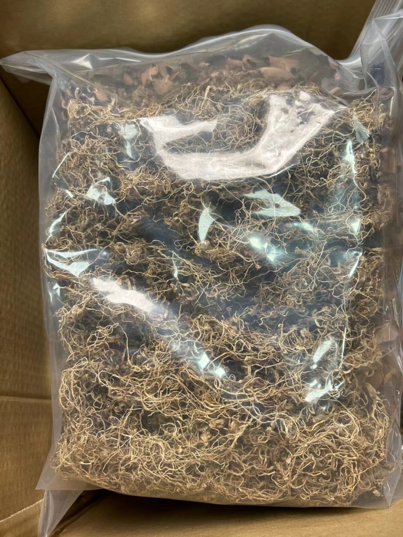 金线莲