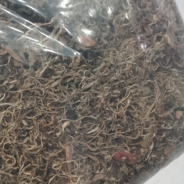 金线莲