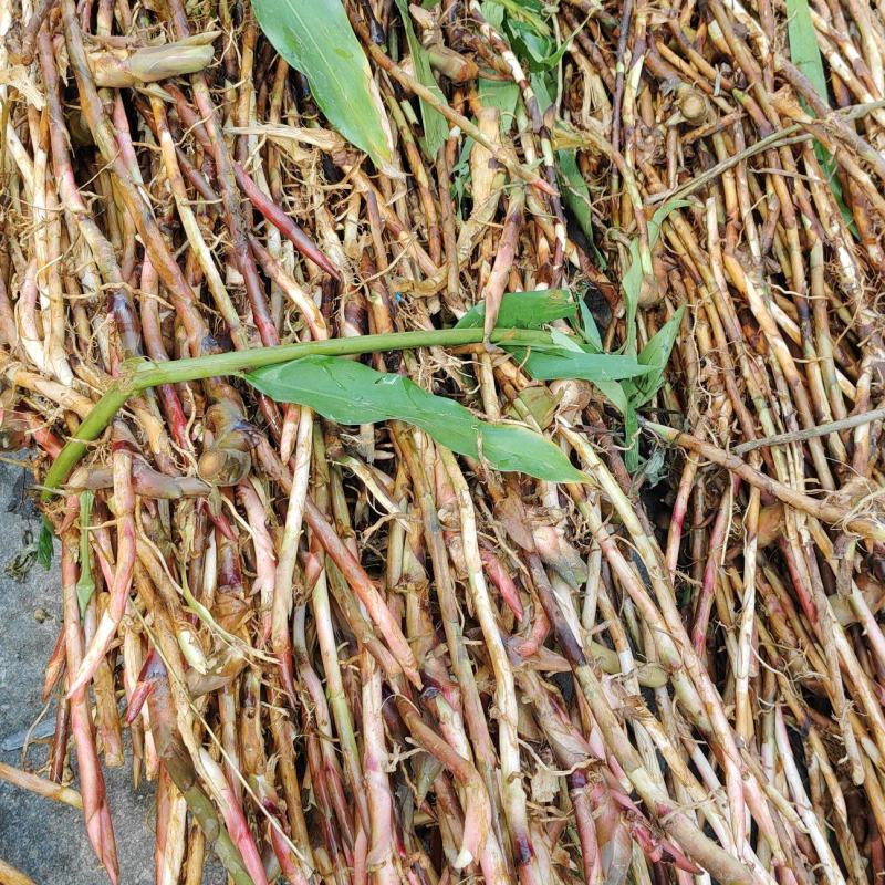 阳春蟠龙本地砂仁根批发