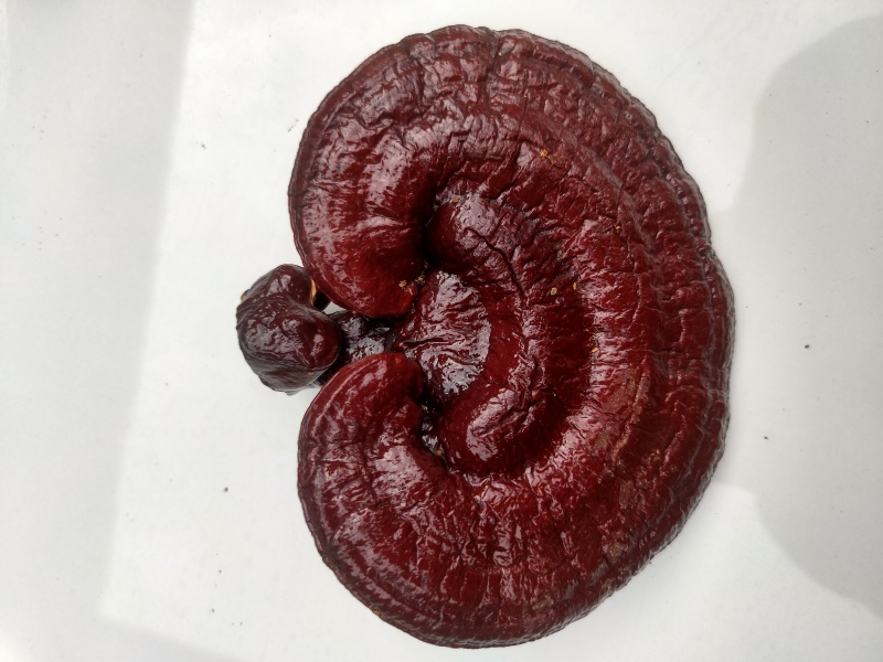 灵芝红灵芝紫灵芝产地直销，诚信经营，质量保证