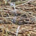 阳春蟠龙本地砂仁根批发