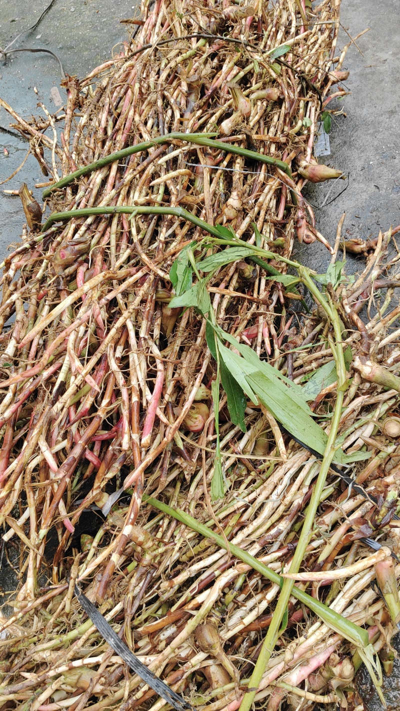 阳春蟠龙本地砂仁根批发