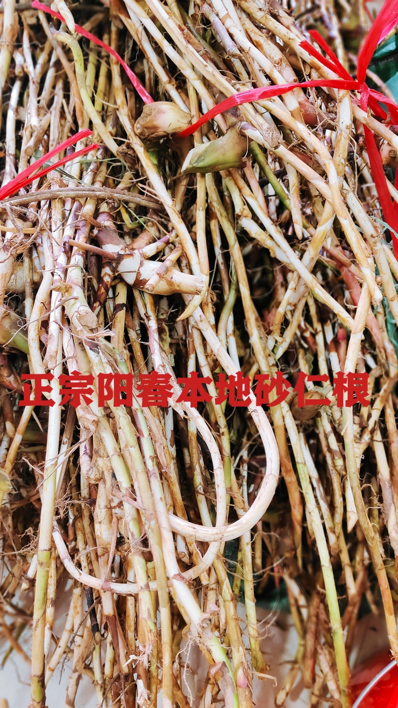 阳春蟠龙本地砂仁根批发