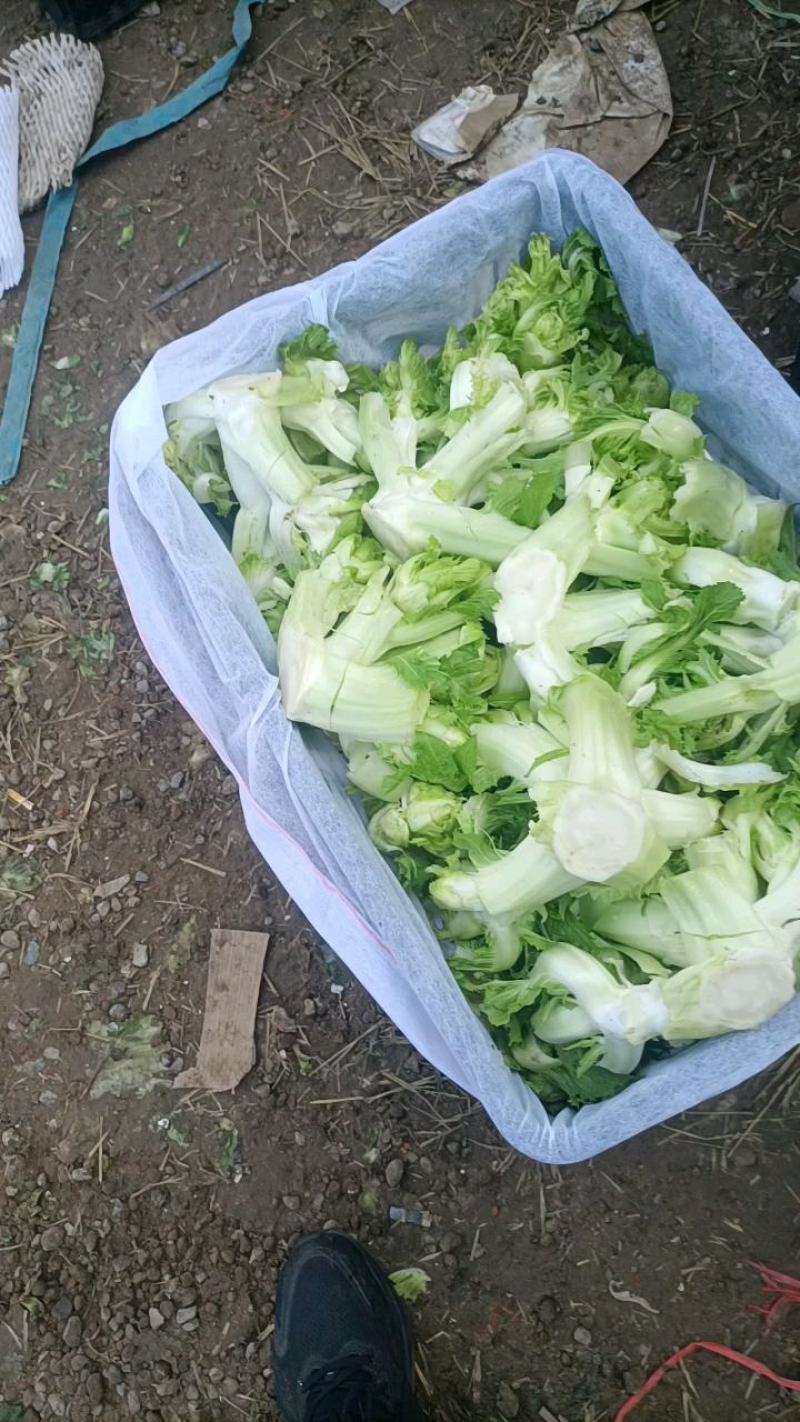 儿菜，万亩基地，产地直销直发一条龙的服务