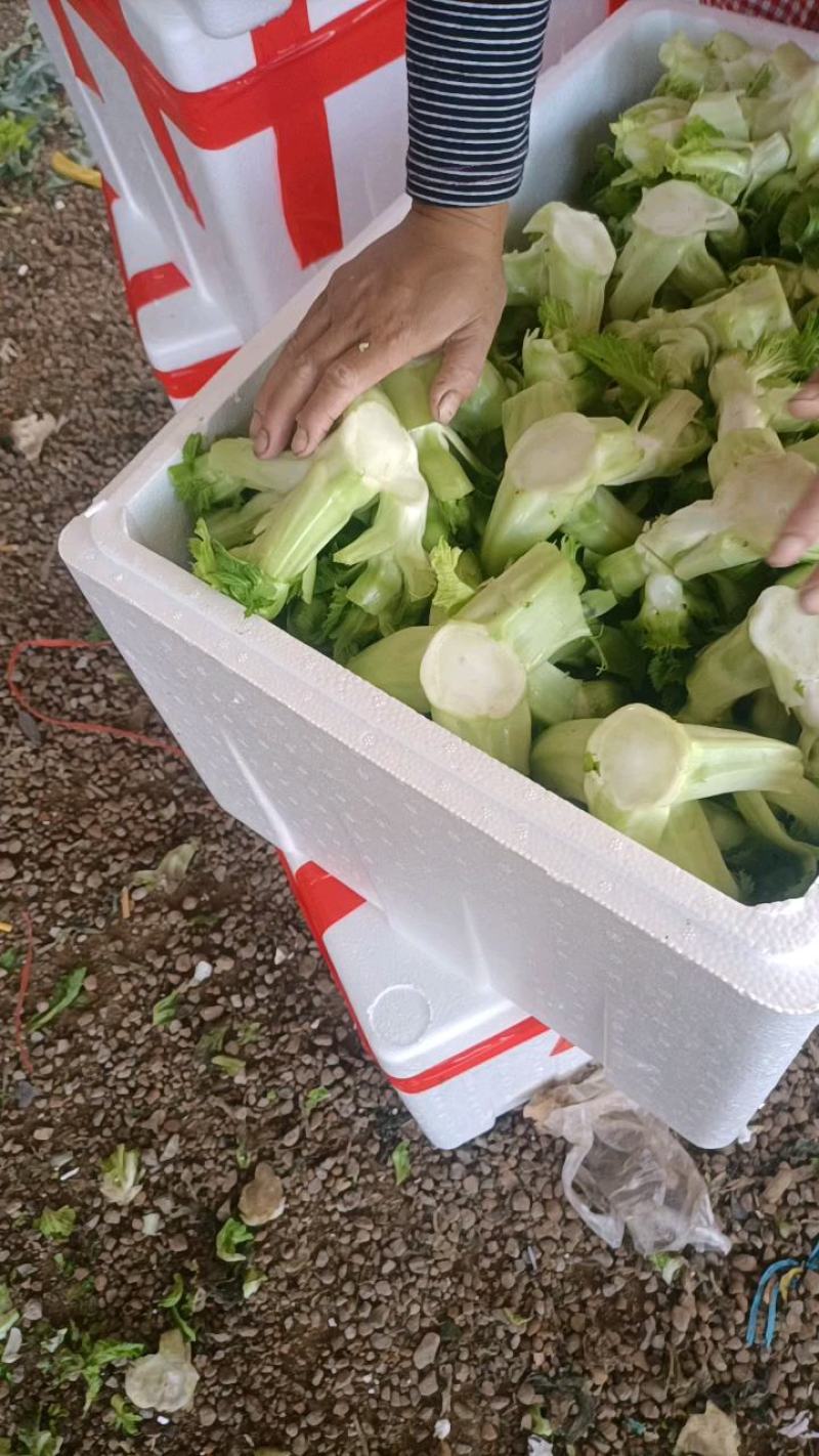 儿菜，万亩基地，产地直销直发一条龙的服务