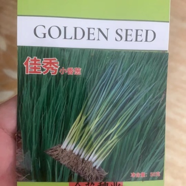 佳秀独根小香葱种子，速生抗倒伏，硬度好，深绿色，不干尖