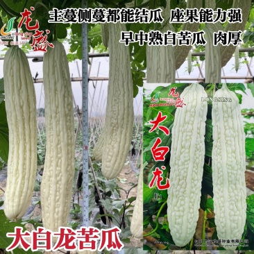 龙盛大白龙白苦瓜种子早中熟长棒形肉厚瓜条均匀大白苦瓜