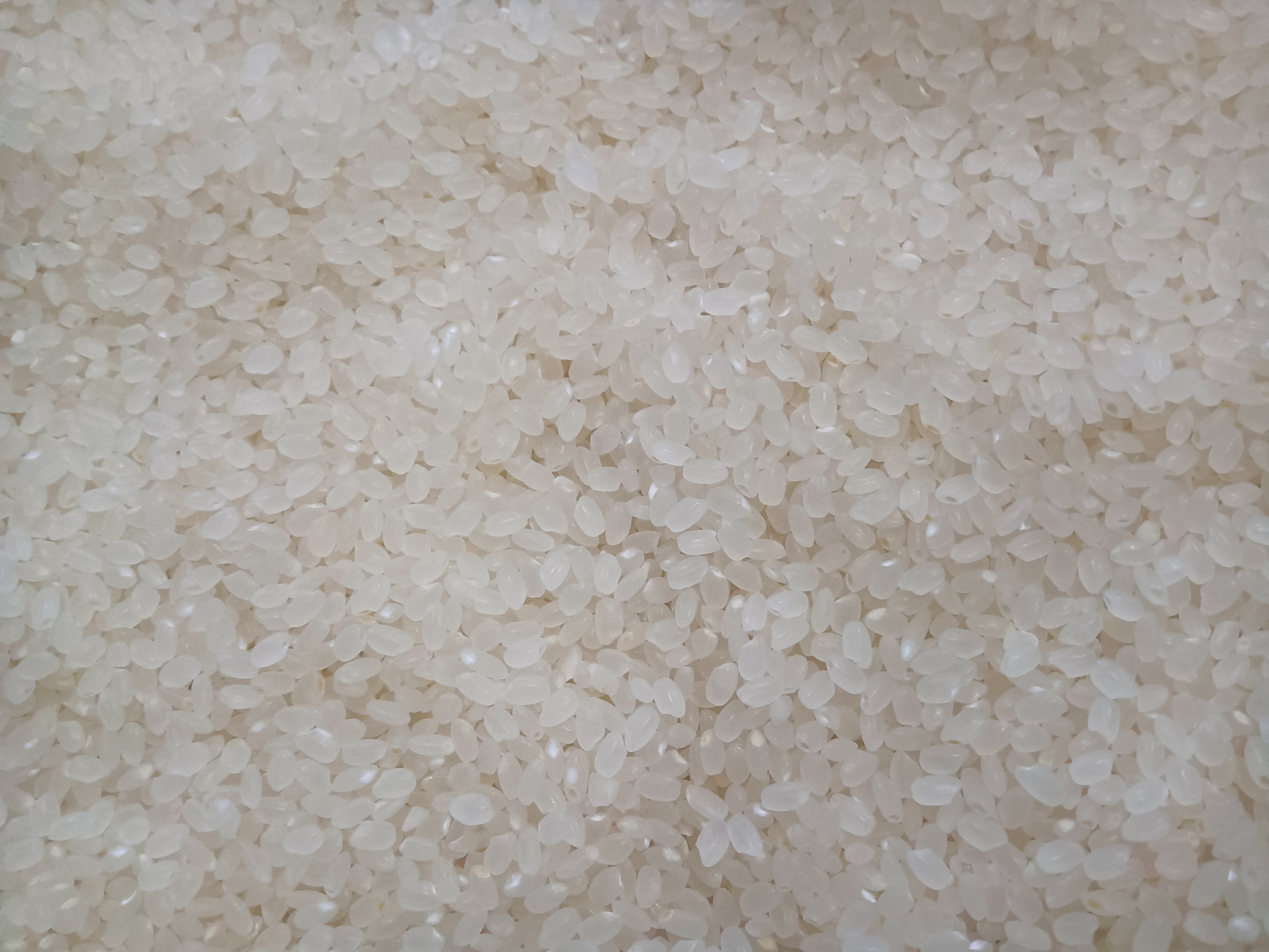 圆粒香大米特写