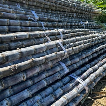 云南黑皮甘蔗，脆甜可口，糖度佳，大量有货一手货源欢迎咨询