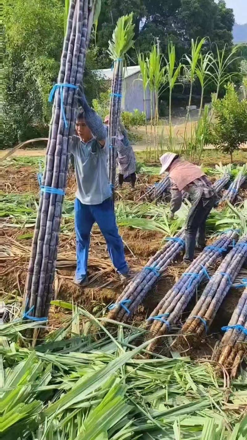 云南黑皮甘蔗，脆甜可口，糖度佳，大量有货一手货源欢迎咨询