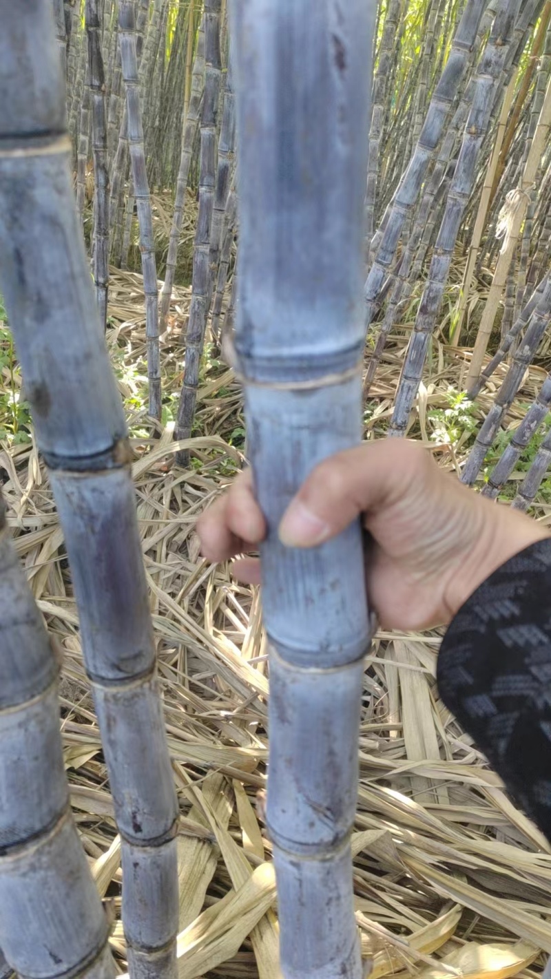 云南黑皮甘蔗，脆甜可口，糖度佳，大量有货一手货源欢迎咨询