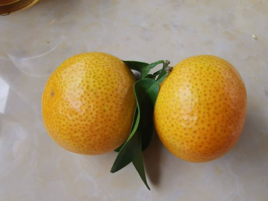 沙糖桔果实特写