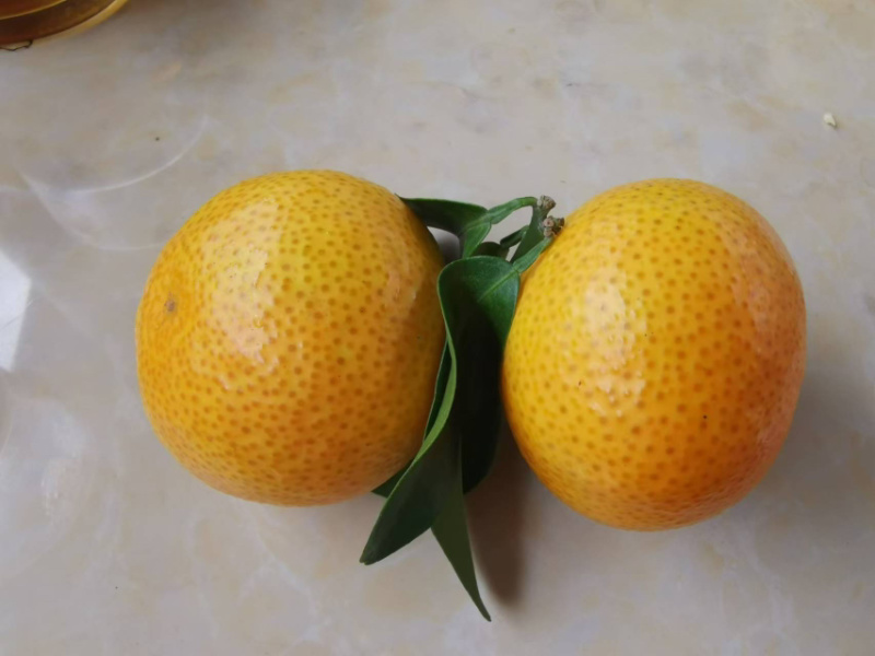 云南保山昌宁县砂糖橘