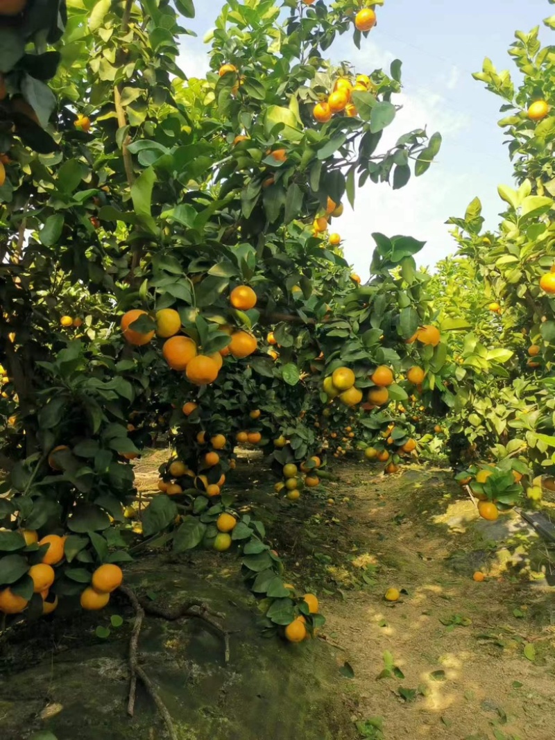 云南保山昌宁县砂糖橘