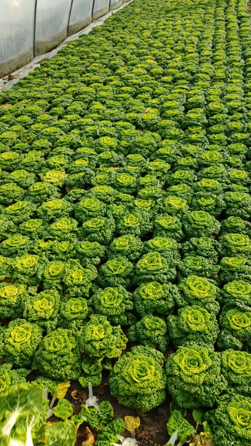 自家种植优质黄心菜，质量保证量大从优