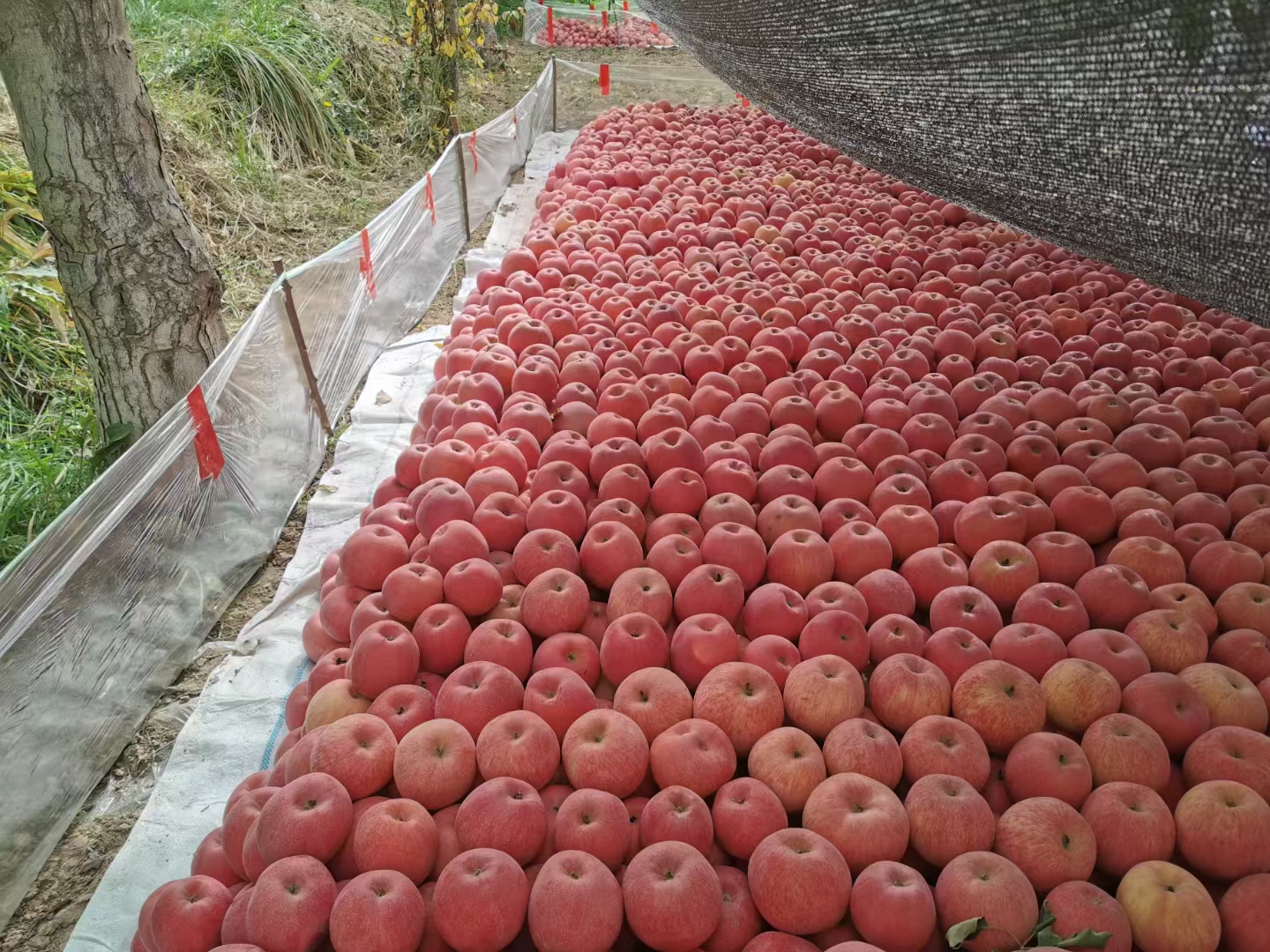 丰县红富士苹果展销展区全景图