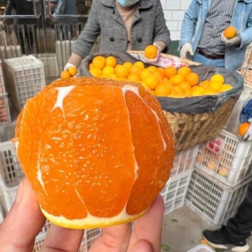 精品九月红脐橙大量上市品质保证量大从优一手货源