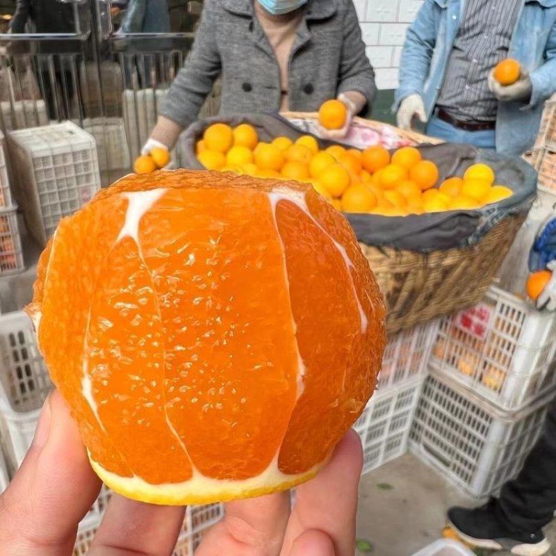 精品九月红脐橙大量上市品质保证量大从优一手货源