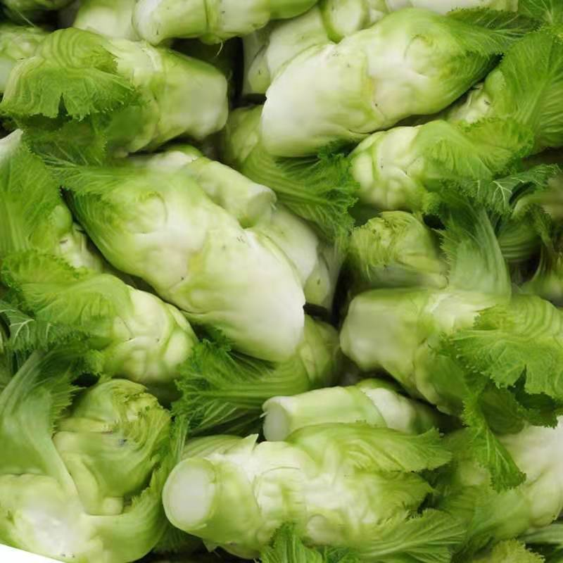 精品儿菜安徽儿菜万亩基地直销，专业产地代办代发，价格优惠