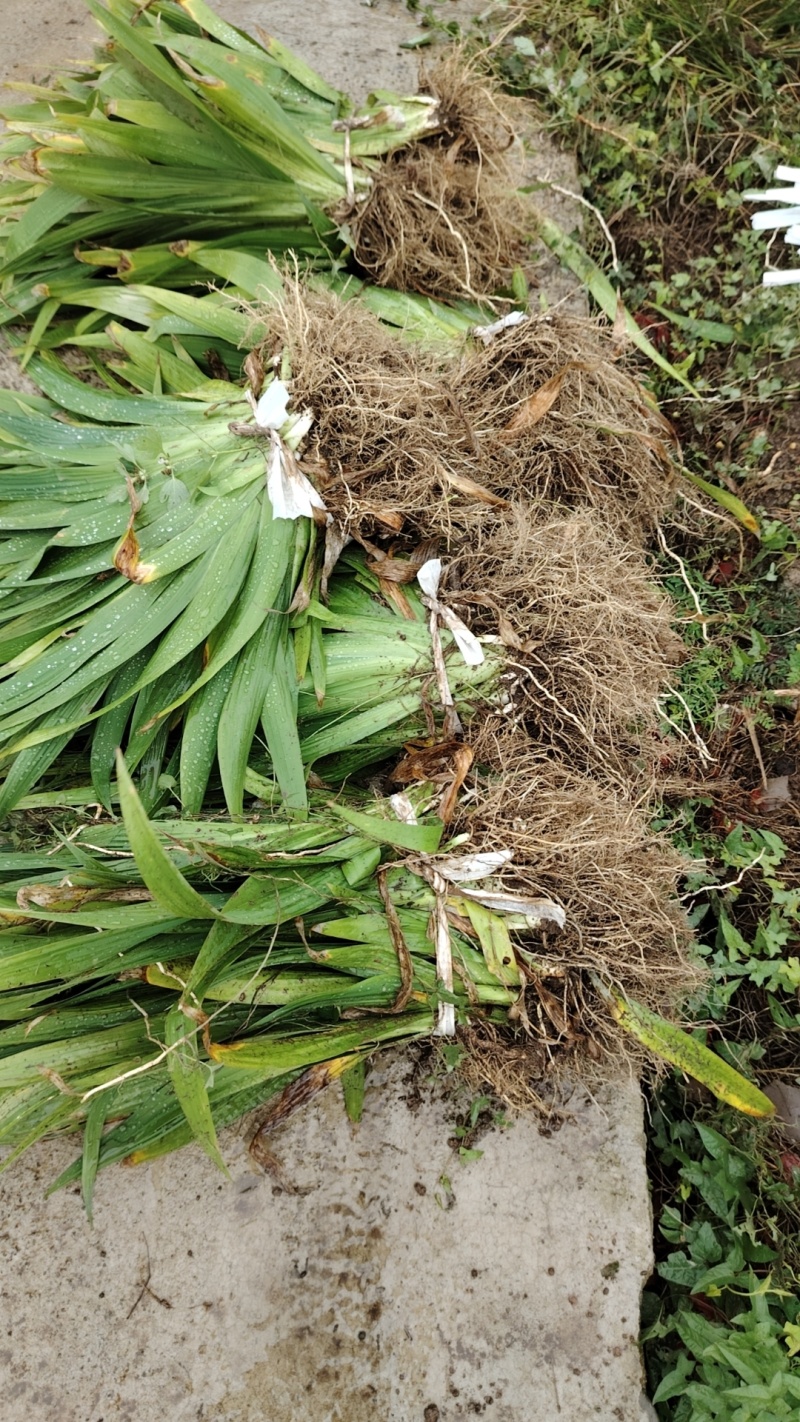 【精品】蓝花鸢尾产地直销货源充足可视频看货