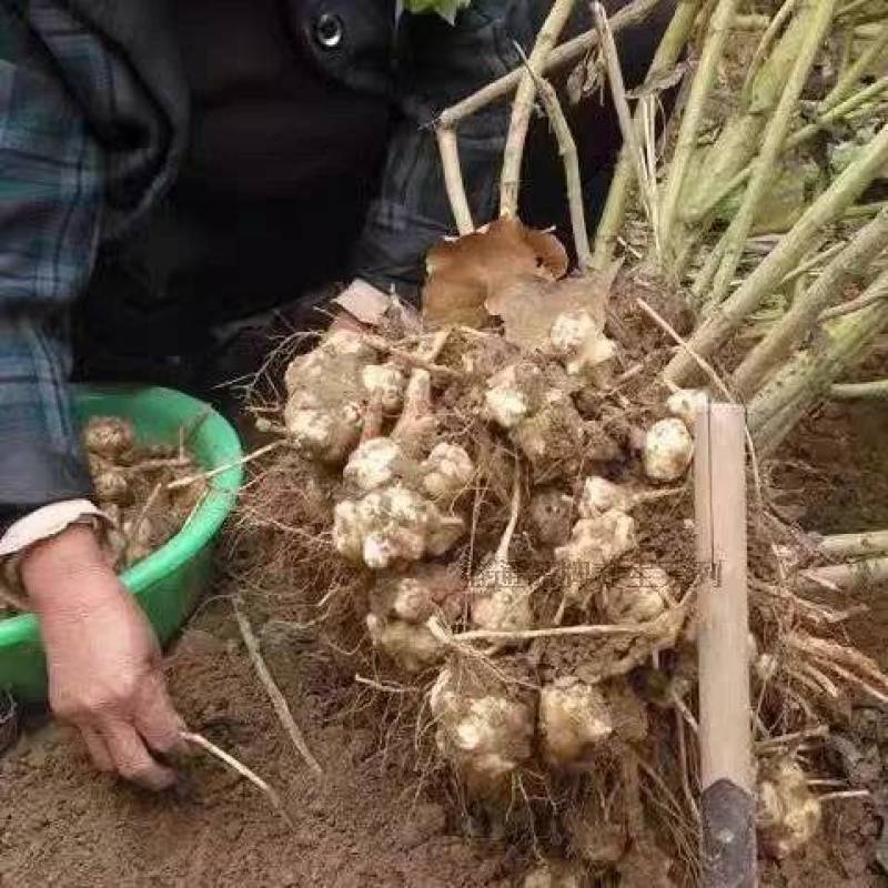 洋姜鬼子姜菊芋产地直供