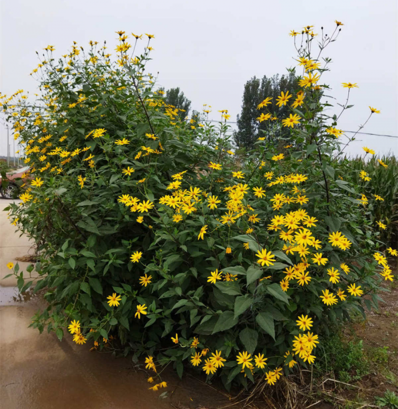 洋姜鬼子姜菊芋产地直供