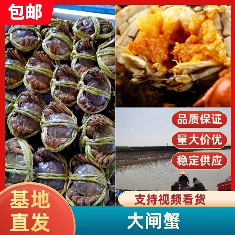 基地直发大闸蟹鲜活，河蟹螃蟹，残蟹全国包邮，死蟹包赔
