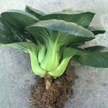 矮脚青，黑菜