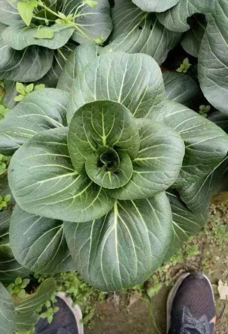 矮脚青，黑菜
