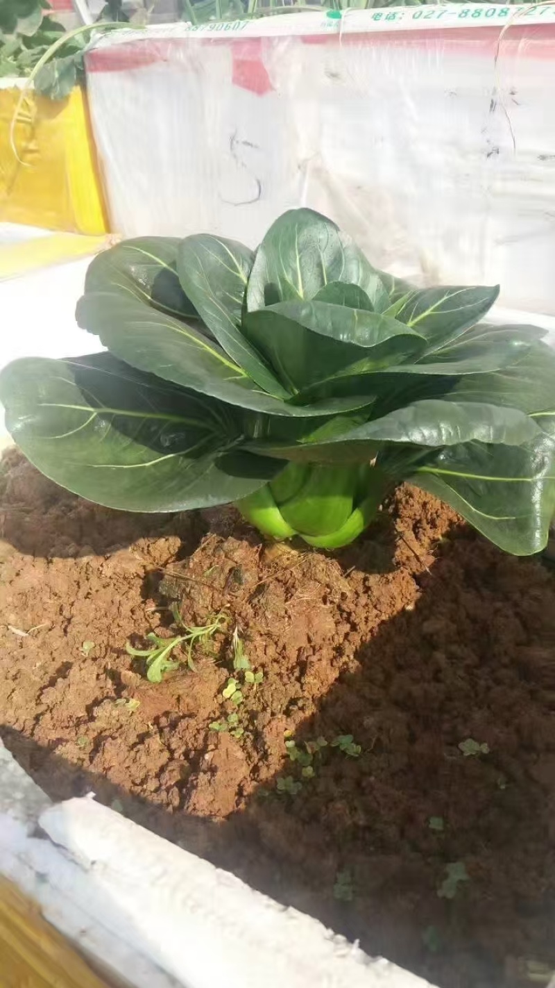 矮脚青，黑菜