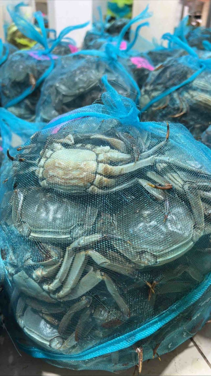 江苏兴化精品残公残母，九指公，九指母