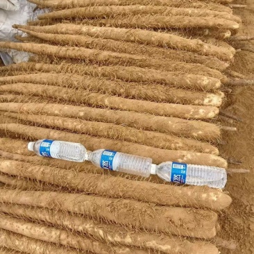 大量内蒙山药代办