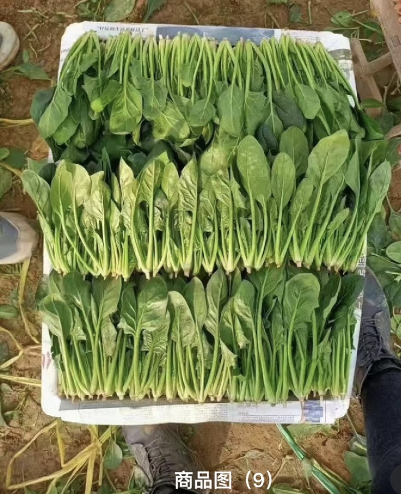 菠菜高杆菠菜万亩大棚菠菜产地直发对接电商