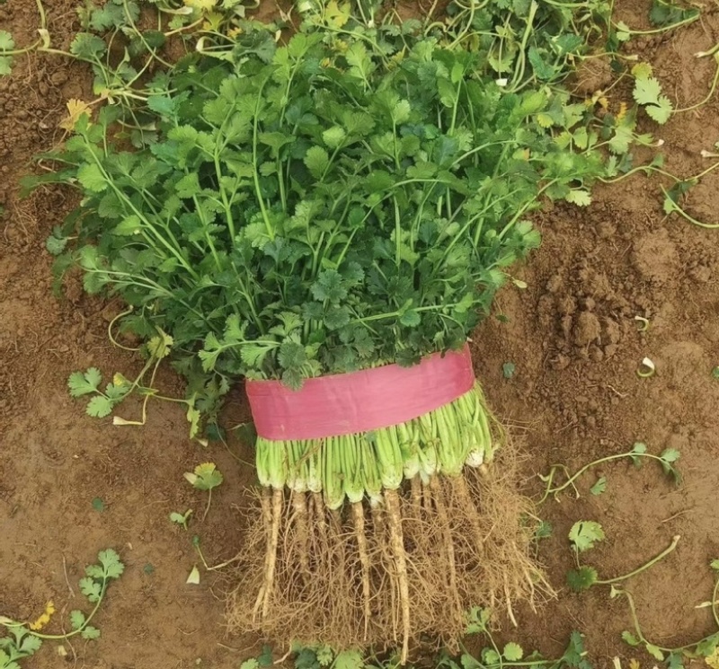 大叶香菜冷棚香菜产地直发专业代收对接电商