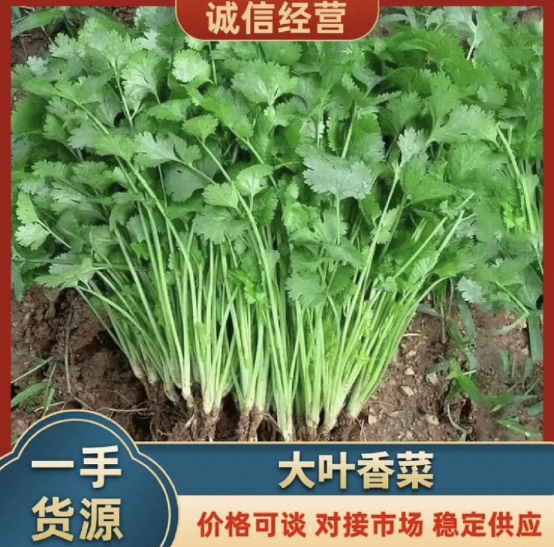 大叶香菜冷棚香菜产地直发专业代收对接电商
