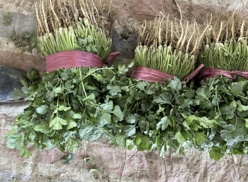 大叶香菜冷棚香菜产地直发专业代收对接电商
