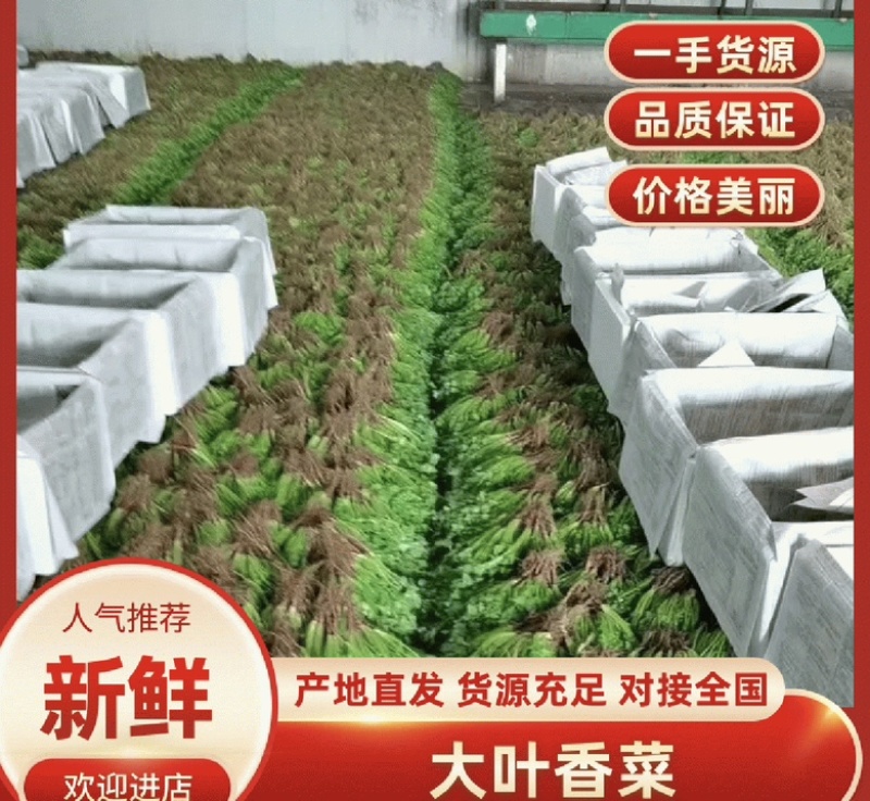 大叶香菜冷棚香菜产地直发专业代收对接电商