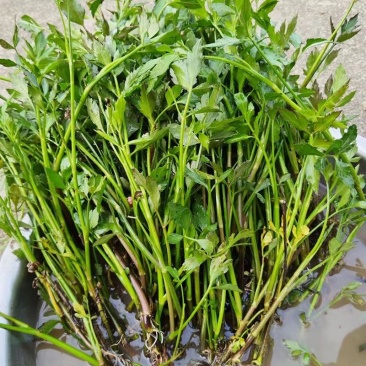 水芹菜苗