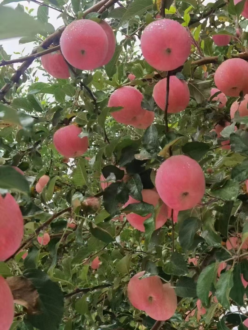 陕西延安宜川红富士苹果大量供应延安苹果欢迎老板来电