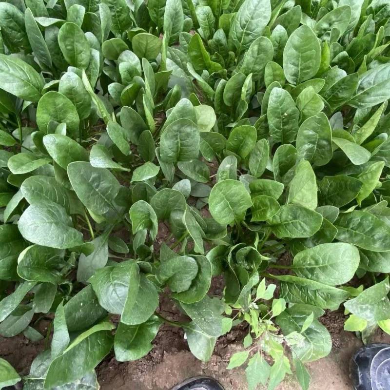 山东菠菜大量上市价格便宜对接商超各种蔬菜批发市场原产地