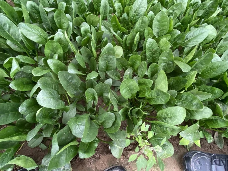 山东菠菜大量上市价格便宜对接商超各种蔬菜批发市场原产地